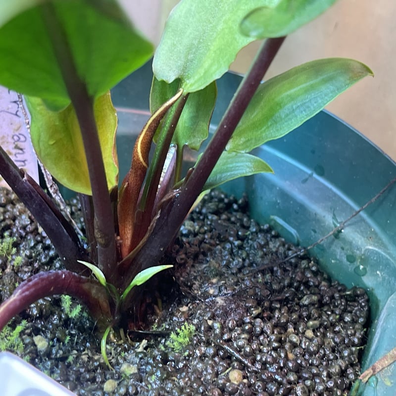 Cryptocoryne annamica Vietnam 増殖中 | Nature plan