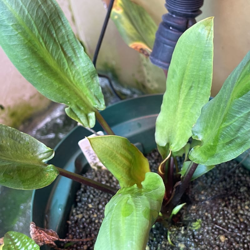 水草 Cryptocoryne Annamica type Black 水草 Cryptocoryne Annamica type Black 水草 Cryptocoryne Annamica