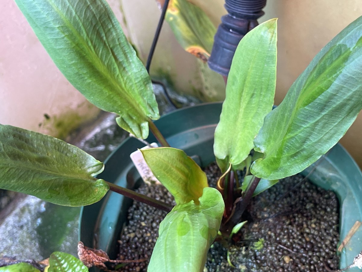 水草 Cryptocoryne Annamica type Black The Crypts pages~ by Jan D. Bastmeijer