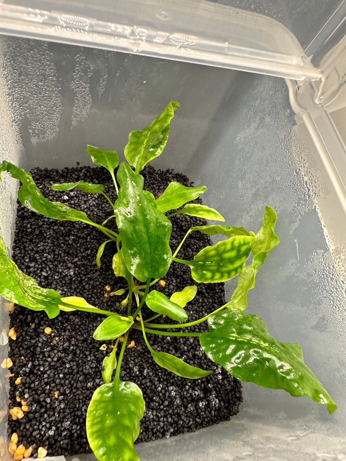 Cryptocoryne.spペテルギウス　クリプトコリネ Cryptocoryne.spペテルギウス クリプトコリネ Yahoo
