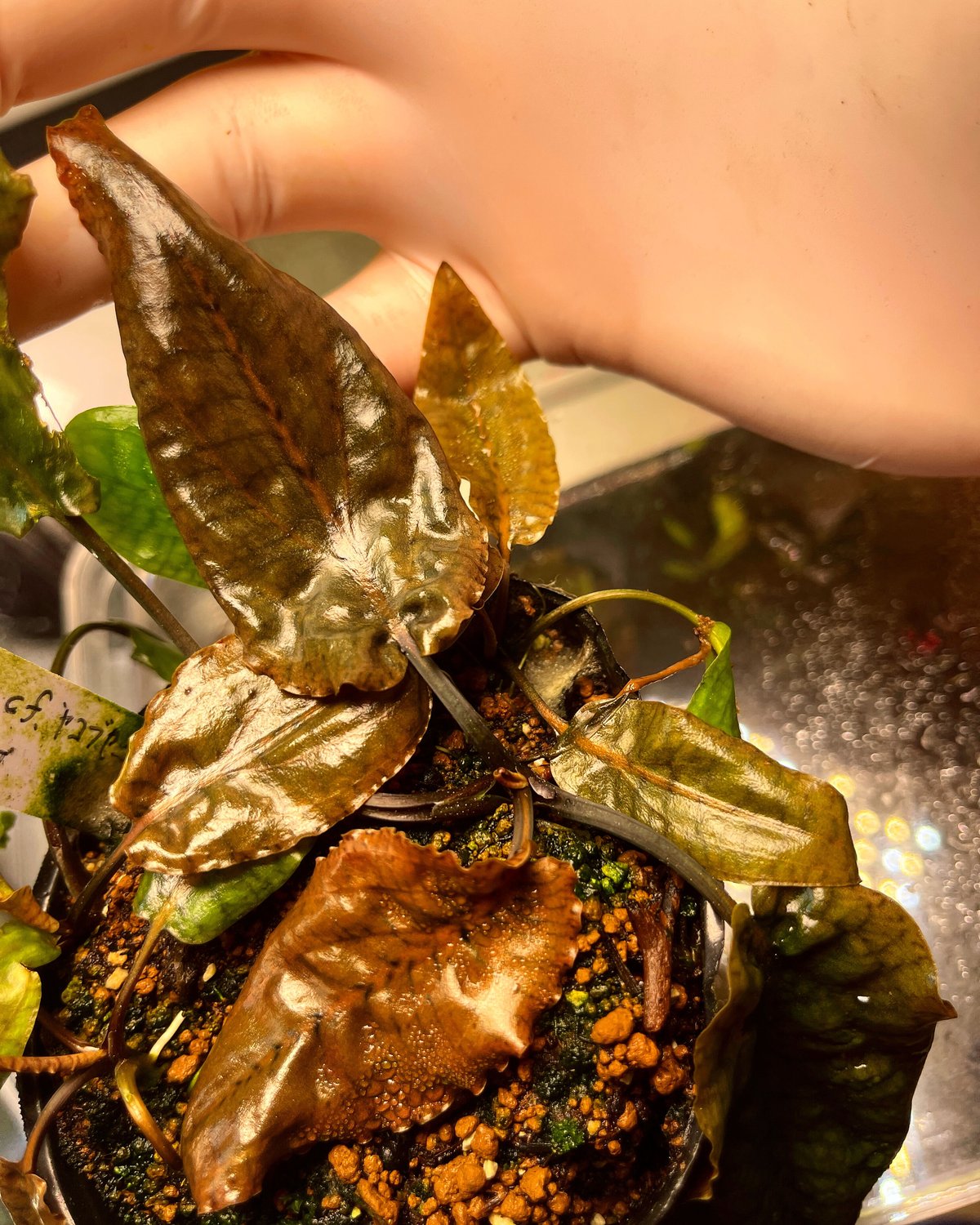 Cryptocoryne cf.jacobsenii KOTA TINGGI 増殖 | Nat