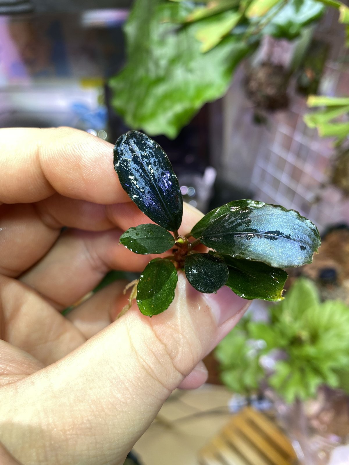 Bucephalandra sp. 
