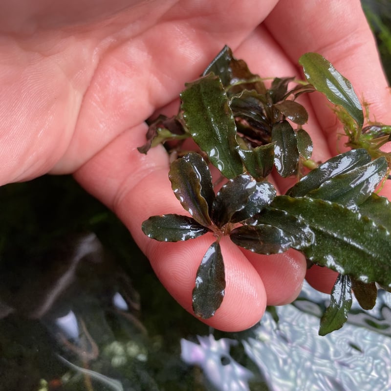 Buce sp.Dark Angel 【R0620-01S】 | Nature plants