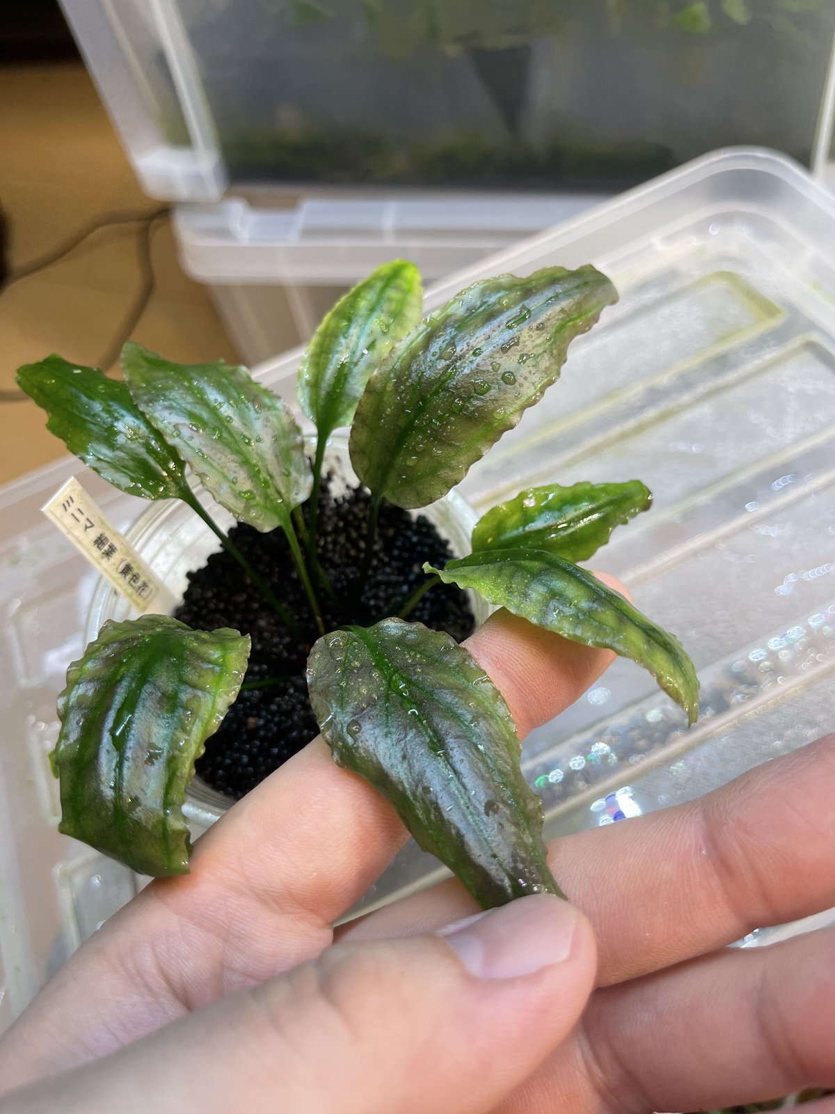 クリプトコリネ ミニマ （アミコルム）?1大株 クリプトコリネ ミニマ （アミコルム） - 熱帯魚・水草 ナチュラ