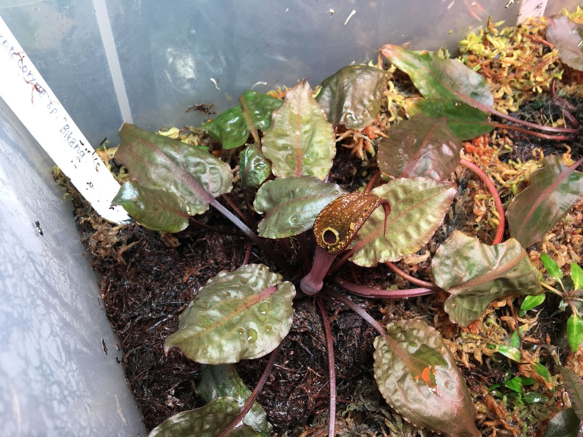 Cryptocoryne sp. Min-2 フィリピン産 正月セール4日まで 新天町店】新