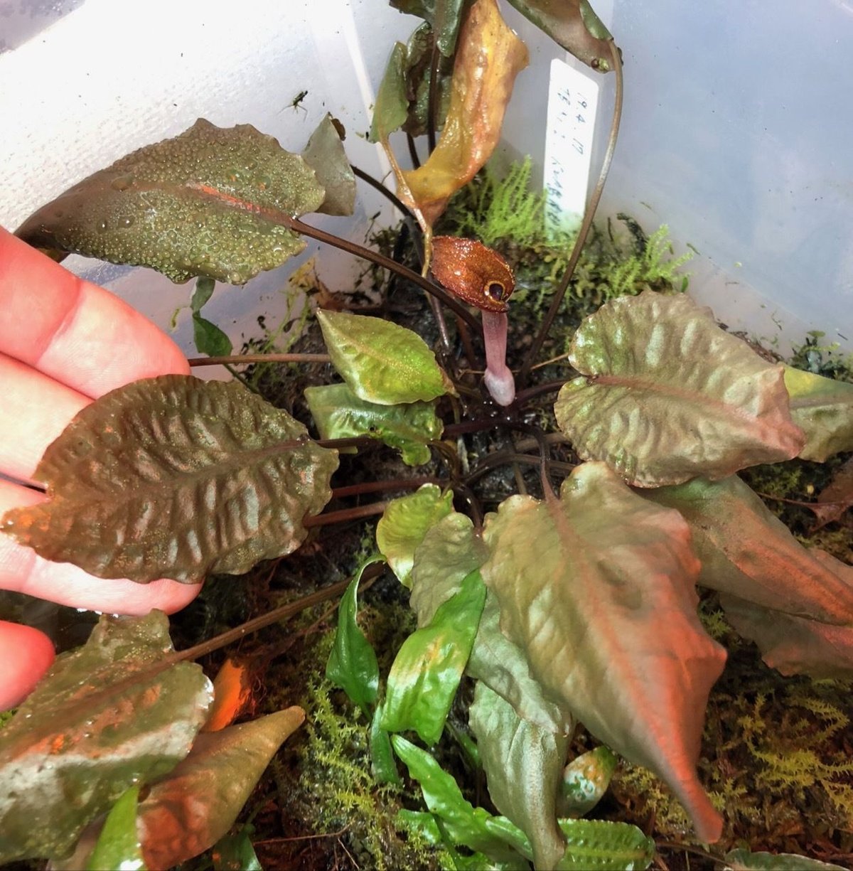 TB便‼️クリプトコリネ Cryptocoryne fit=scale-down,w=1200