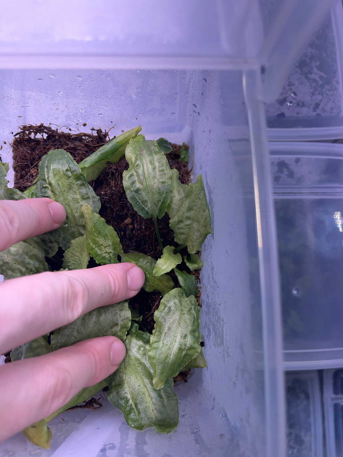 Cryptocoryne sp. Cryptocoryne sp.