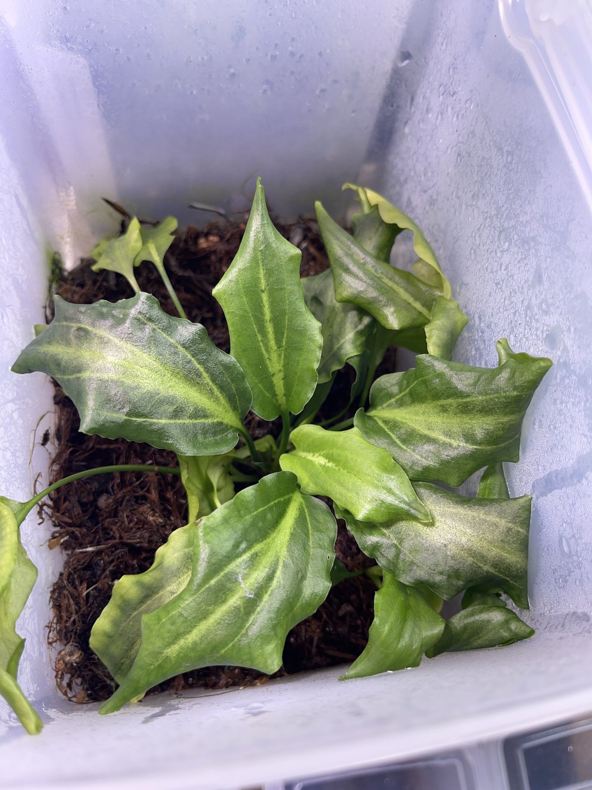 Cryptocoryne Silver Queen特選【R0620-01S】