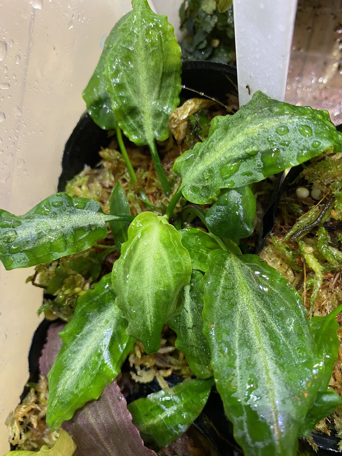 Cryptocoryne sp. philippines min-2【LA便】 クリプトコリネsp. philippines Min-2 - メルカリ