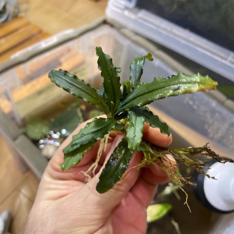 5/3まで　Bucephalandra Blue llic 2株 ブセファランドラ | AquaFocus