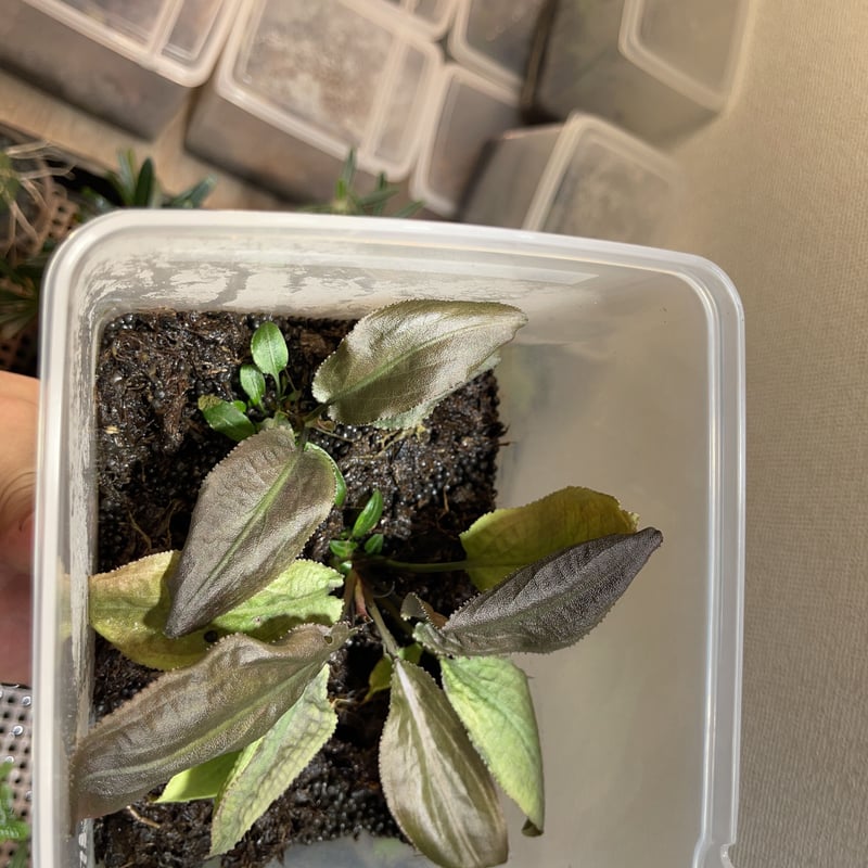 Cryptocoryne thwaitesii Galle Green type 増殖 | N