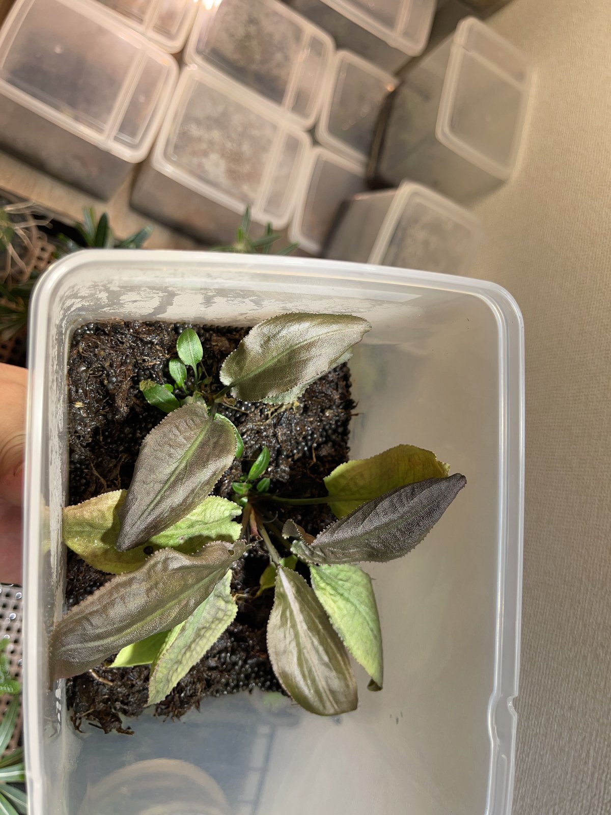 Cryptocoryne thwaitesii Galle Green type 増殖 | N