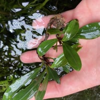 ブセファランドラ sp.ダークエンジェル 【R0620-01S】 【公式通販】