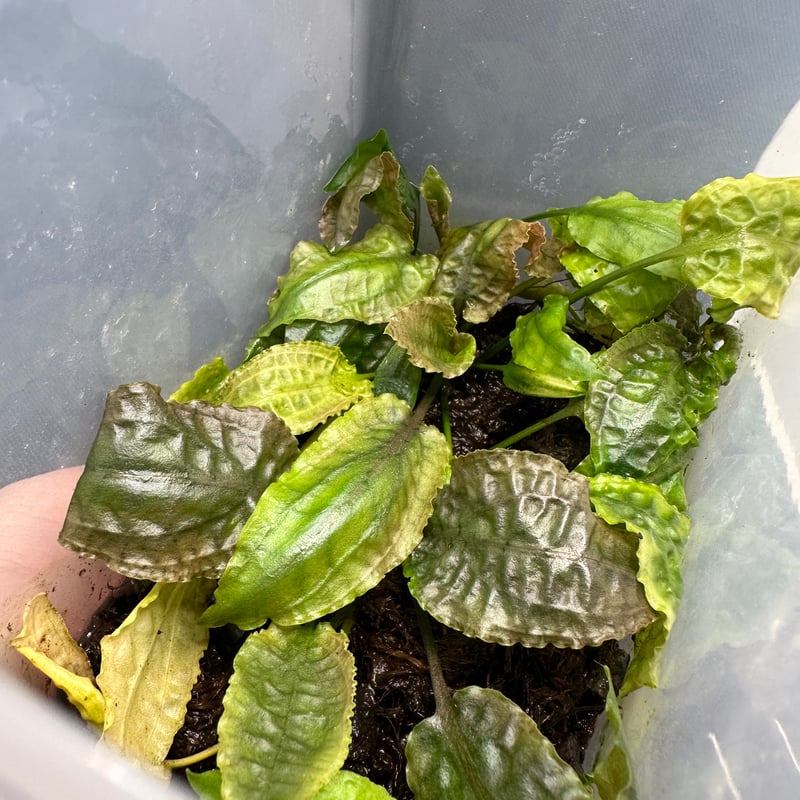 Cryptocoryne.spペテルギウス　クリプトコリネ クリプトコリネ ヌーリー ラウベンシス 1株 – e-scape online