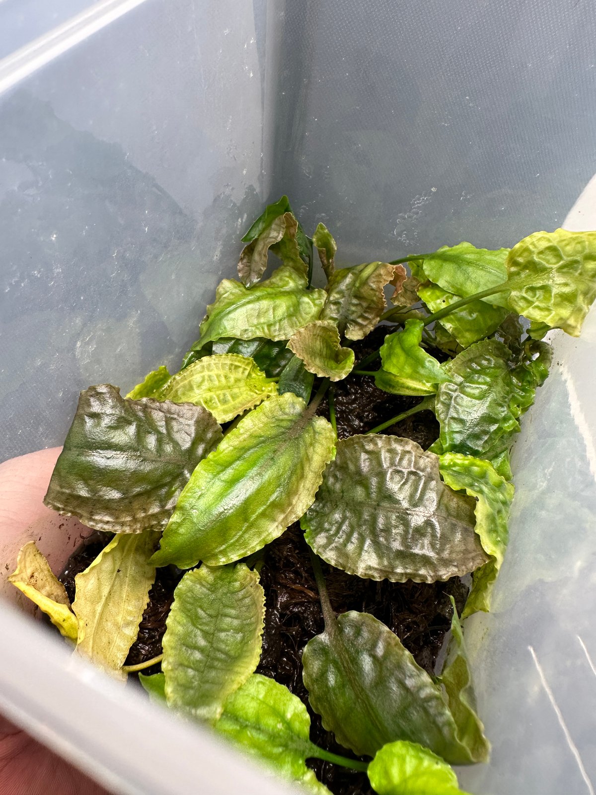 Cryptocoryne.spペテルギウス クリプトコリネ