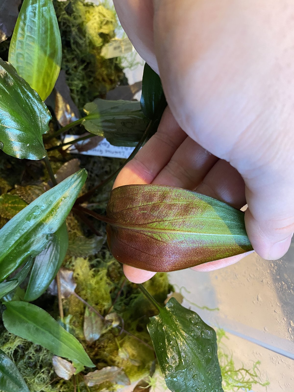 Cryptocoryne annamica Vietnam 増殖中 | Nature plan