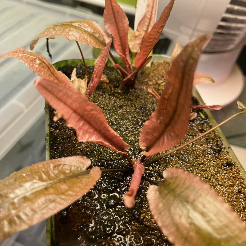 デナリー社 クリプトコリネフラミンゴ 無農薬！ 超特大株