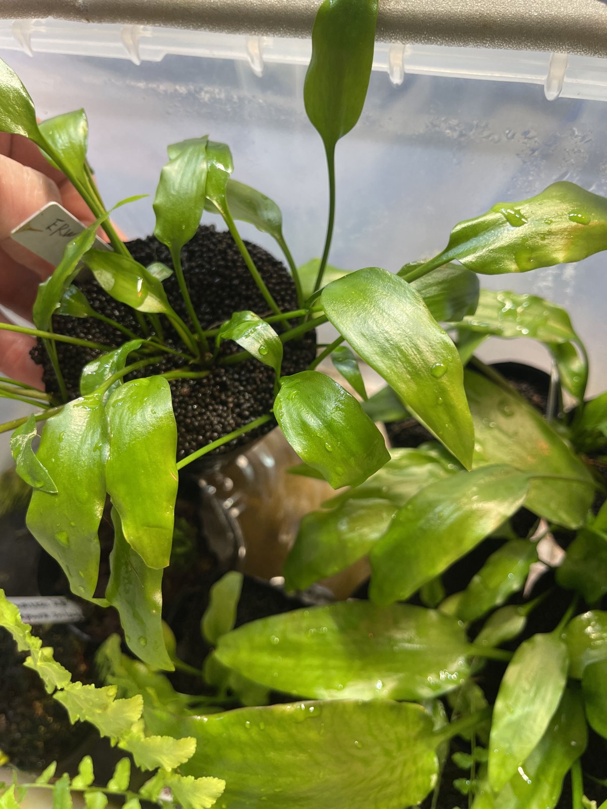 cryptocoryne erwinii 神畑便 | Nature plants store