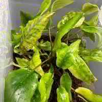 水草 Cryptocoryne Annamica type Black The Crypts pages~ by Jan D. Bastmeijer