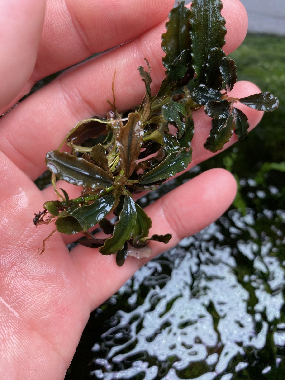 ブセファランドラ ダークエンジェル Buce sp.Dark Angel 【R0620-01S】 | Nature plants