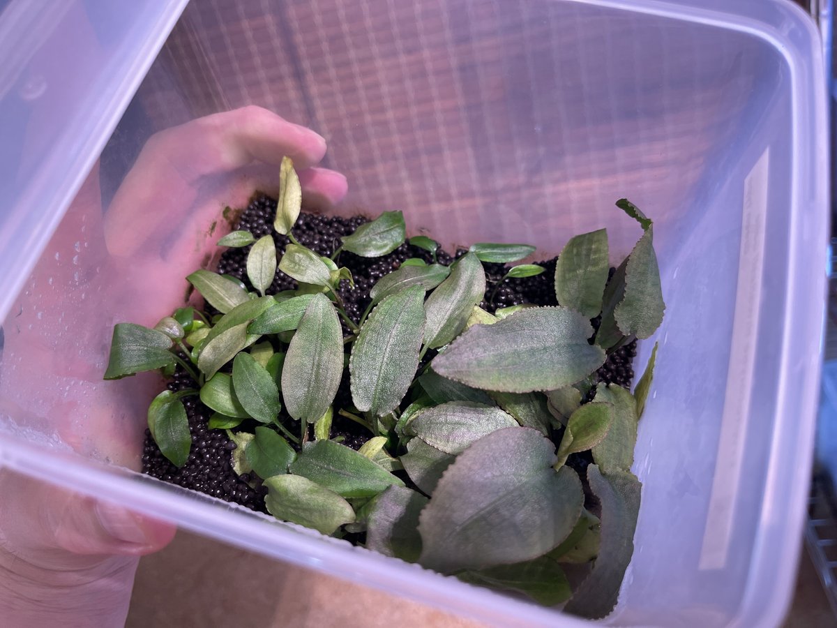 Cryptocoryne thwaitesii Galle Green type 増殖 | N