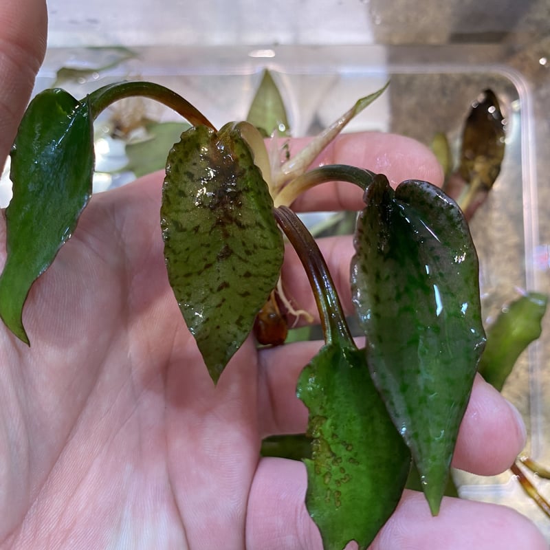 Cryptocoryne Silver Queen特選【R0620-01S】 Cry.Silver Queen(特選)【R0620-01S】増殖中 | Nature pla