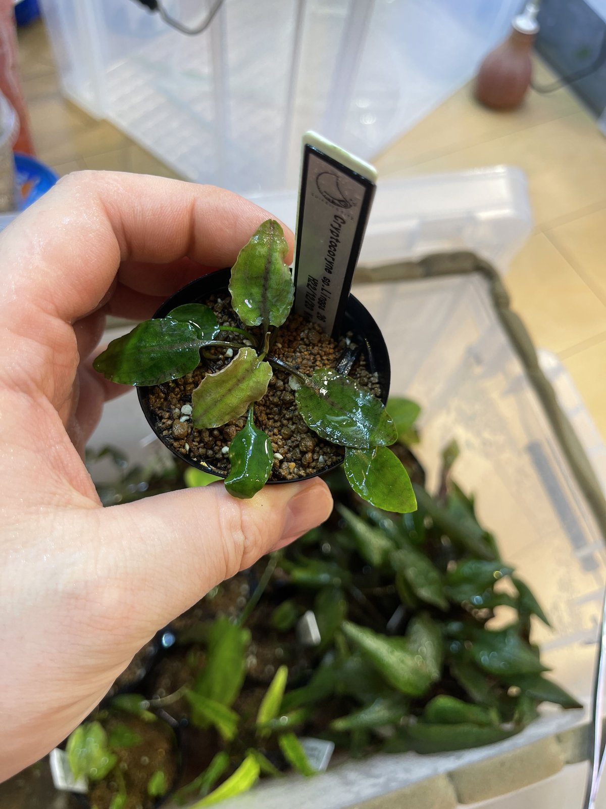Cryptocoryne sp.Lingga 26 H22/12/23 黄色花 増殖 |