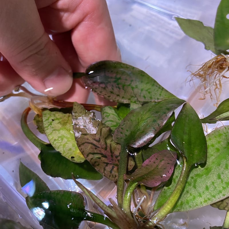 Cryptocoryne Silver Queen特選【R0620-01S】 Cry.Silver Queen(特選)【R0620-01S】増殖中 | Nature pla