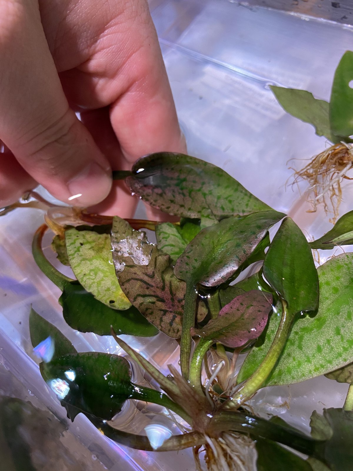 Cryptocoryne Silver Queen特選【R0620-01S】 Cry.Silver Queen(特選)【R0620-01S】増殖中 | Nature pla