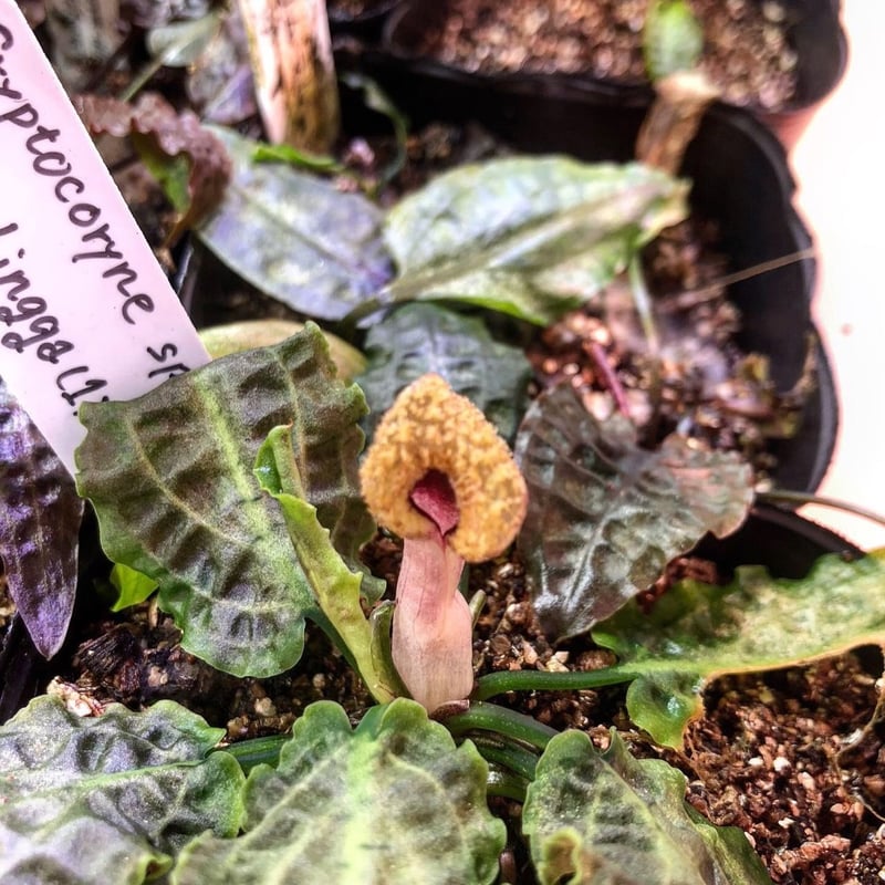TB便‼️クリプトコリネ Cryptocoryne TB便‼️クリプトコリネ Cryptocoryne