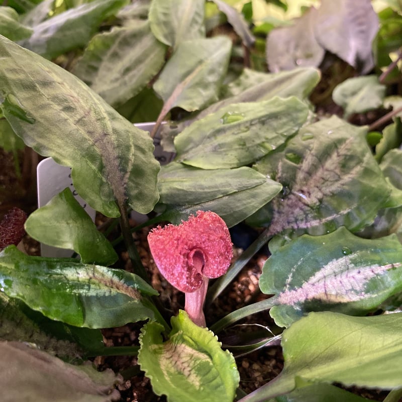 Cryptocoryne sp. BR-69 Cryptocoryne sp. BR-69