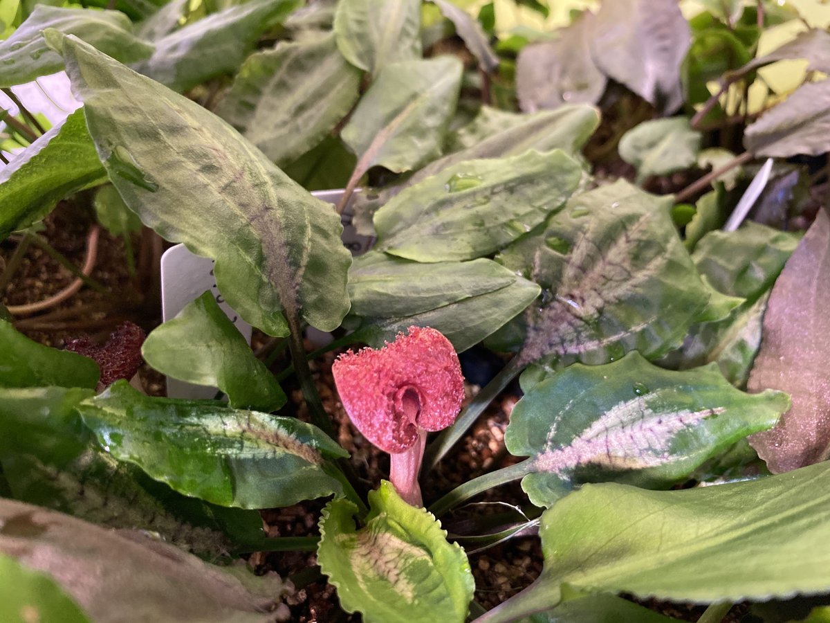 Cryptocoryne.spペテルギウス　クリプトコリネ Yahoo!オークション - クリプトコリネ sp. ピンクエッジ