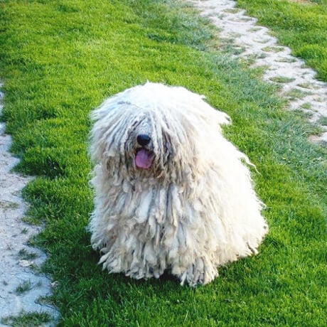 komondor