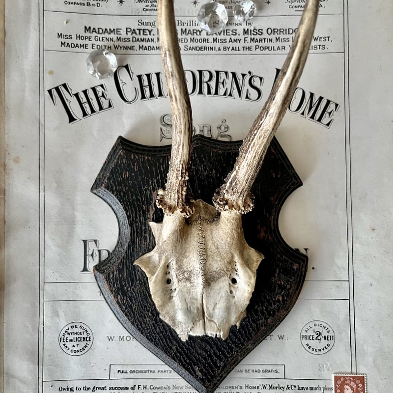 starkiller‼️鹿角⭐︎ハンティングトロフィー‼️ペイント加工込み‼️ starkiller様専用‼️鹿角⭐︎ハンティングトロフィー‼️ペイント