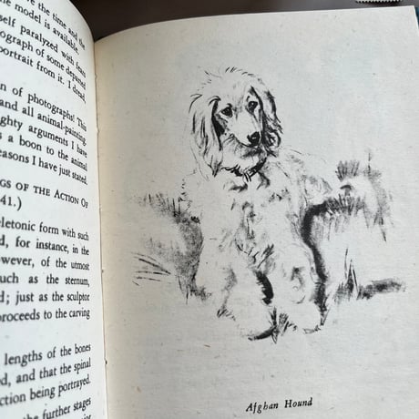●vp-62/1942年版 犬の描き方の本「DRAWING DOGS」