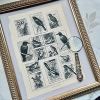 ●ｒ-32/ 19世紀アンティークプリント 「BRITISH BIRDS /ブリティッシュバード」