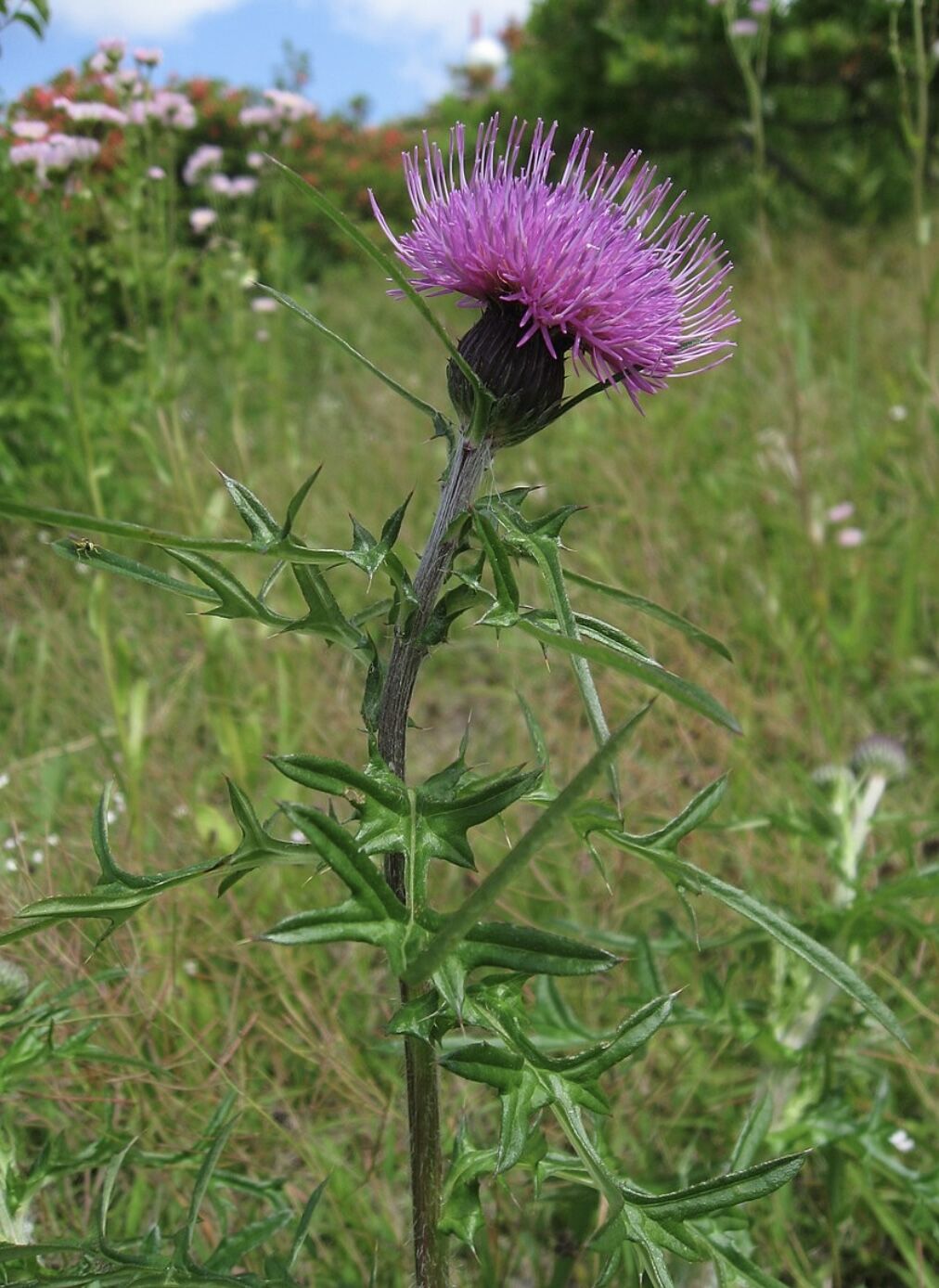 ○ab-446/ MIZPAH製 シスル(あざみ）のブローチ | PISKEY -イギリスのふ