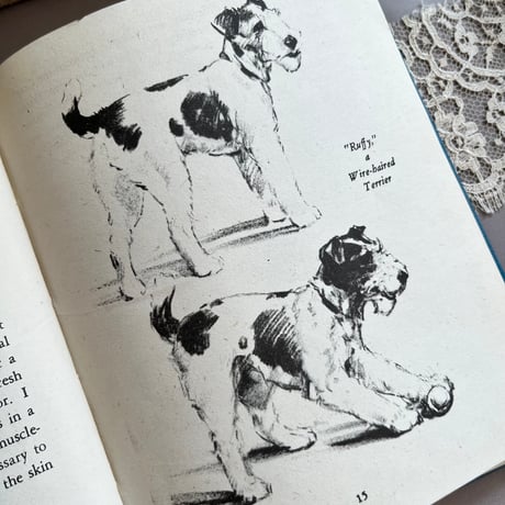 ●vp-62/1942年版 犬の描き方の本「DRAWING DOGS」
