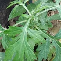 ハーブクッキングよもぎ団子