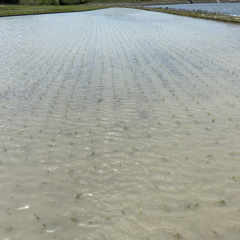 ⚫︎令和6年産⚫︎送料込み 山口県産きぬむすめ お米30キロ　希望者は精米可能 山口県産 米 きぬむすめ30kg 精米済 送料無料 令和6年産