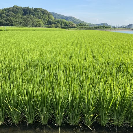 販売開始【2025年（令和7年）】　あいお(秋穂)で育ったお米　きぬむすめ　玄米・1分づき米・白米・無洗米　5Kg 　ご注文後に精米し、鮮度の高いお米を配送 します。