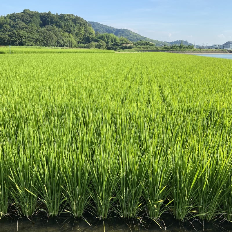 販売開始【2025年（令和7年）】 あいお(秋穂)で育ったお米 きぬむすめ