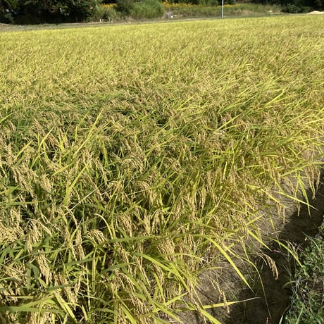 【2025年（令和7年）】　あいお(秋穂)で育ったお米　にこまる　5Kg 　ご注文後に精米し、鮮度の高いお米を配送します。