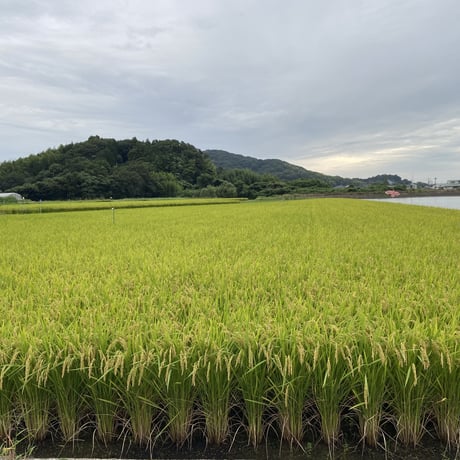 販売開始【2025年（令和7年）】　あいお(秋穂)で育ったお米　きぬむすめ　玄米・1分づき米・白米・無洗米　5Kg 　ご注文後に精米し、鮮度の高いお米を配送 します。