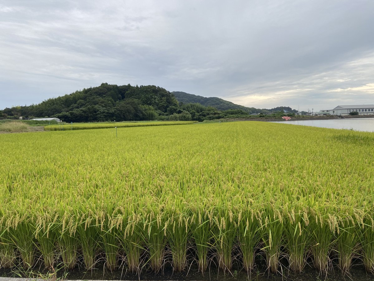 ご注文後に精...　きぬむすめ　５Kg　2023年（令和5年）産】　あいお(秋穂)で育ったお米