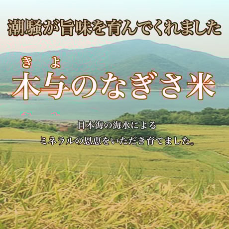 販売開始【2024年（令和6年）産】　木与のなぎさ米　きぬむすめ　30Kg 　ご注文後に精米し、鮮度の高いお米を配送 します。