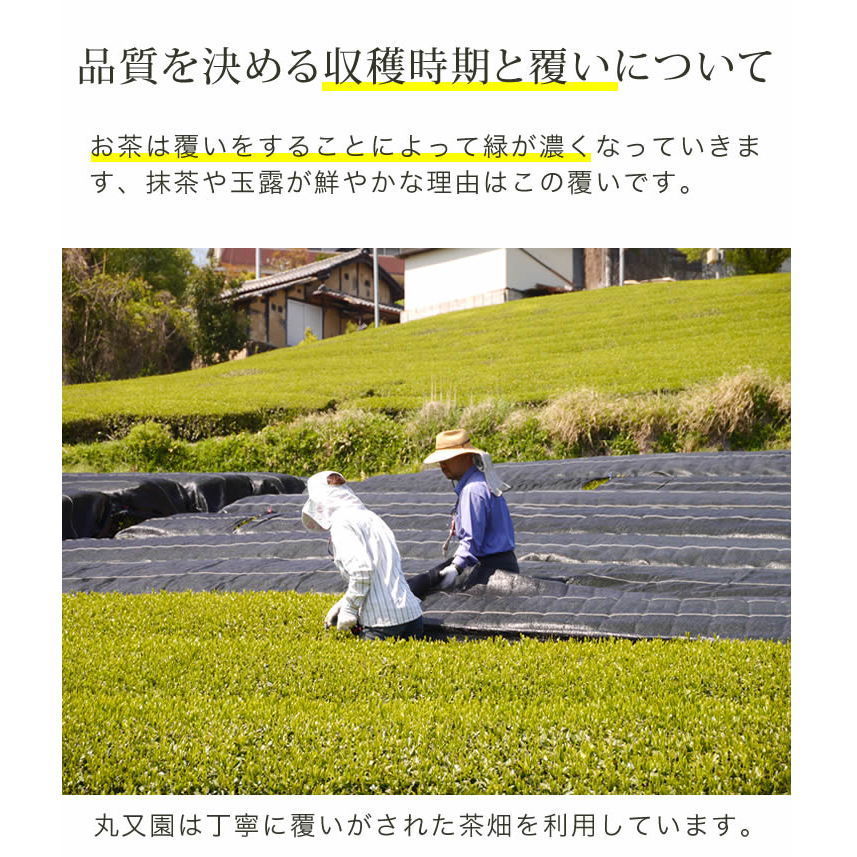 宇治抹茶 おけいこ用 100g 真空パック | 京都・山城 宇治茶通販の丸又園