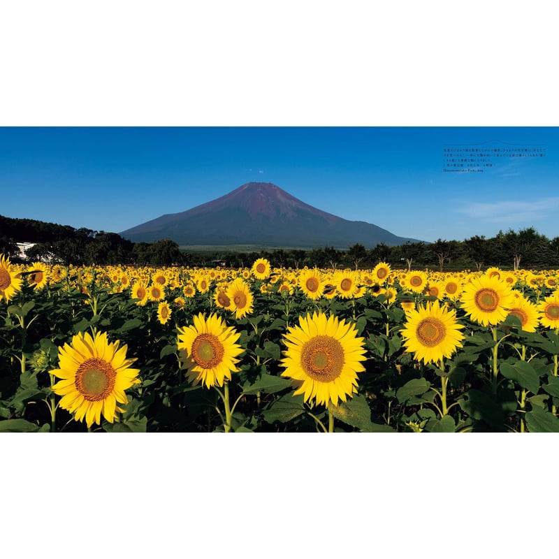 5冊セット（内1冊サイン入り） 富士山 写真集 作家サイン入り】写真集（Fujiyama）永遠の富士山 | （Fujiyama