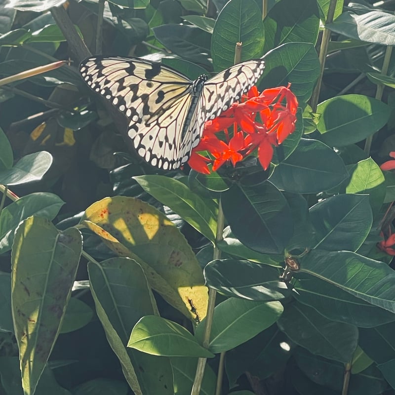 seek a seed】オオゴマダラのピアス | かさねあわせ