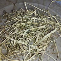北海道産チモシー　令和7年度1番刈り（500ｇ）